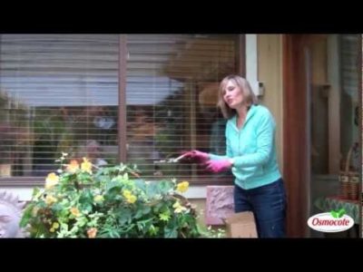 Storing Begonias in a Cardboard Box During Winter