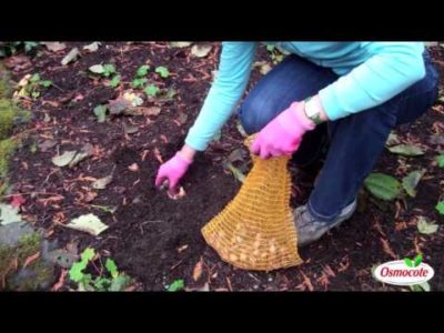 Protect Dwarf Daffodils With Crushed Red Pepper Flakes