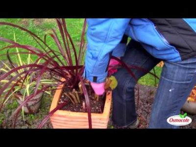 Storing Canna Bulbs Through Winter with Bubble Wrap