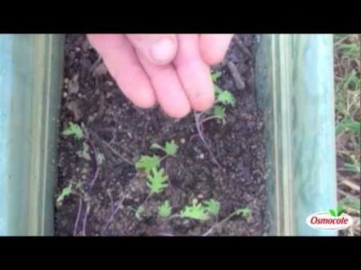 Cutworms: How to Eliminate These Garden Pests