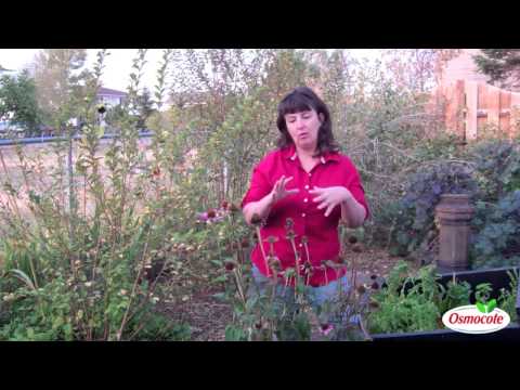 Fall Garden Cleanup & Plants to Keep During Winter