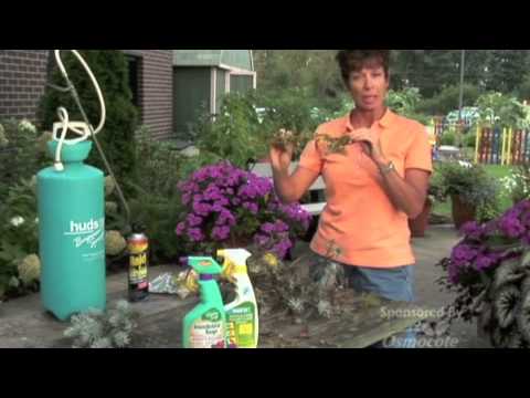 Pest Control Tips (Bagworms, Slugs, Yellow Jackets)