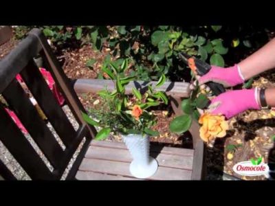 How to Prune Roses and Make Bouquets Simultaneously