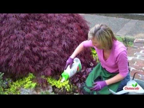 Dividing Hostas in the Spring (May)