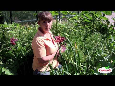 Polyculture Planting Method For Dry Climates