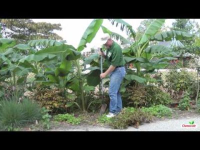 How to Divide Peonies in Late Summer or Early Fall