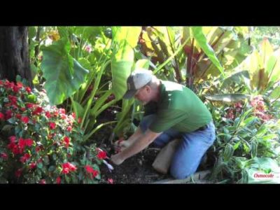 Dividing Fall Crocuses for Cost-Effective Gardening