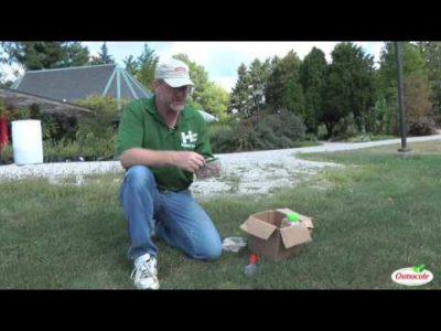 Naturalizing the Lawn with Small Bulbs