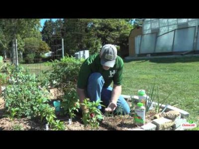 How to Plant Bush Bean Seeds in Your Garden