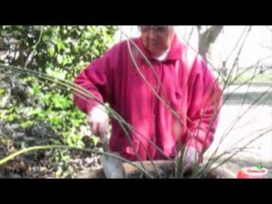 Planting Daffodil Bulbs In January