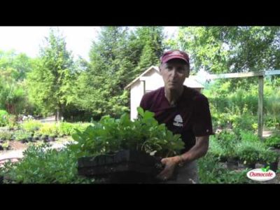 Growing Trees and Shrubs from Cuttings and Seedlings