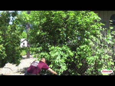 Pruning Viburnum Dentatum Bushes in Summer