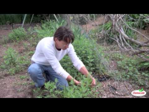 How To Prune Perennials in Early Spring