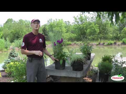 Deer Resistant Plants for Your Garden