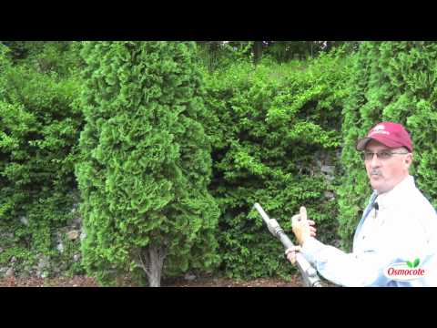 Preventing Evergreen Damage Caused by Bagworms