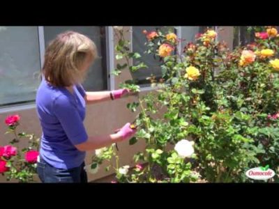 Treating Rust on Rose Leaves in the Summer