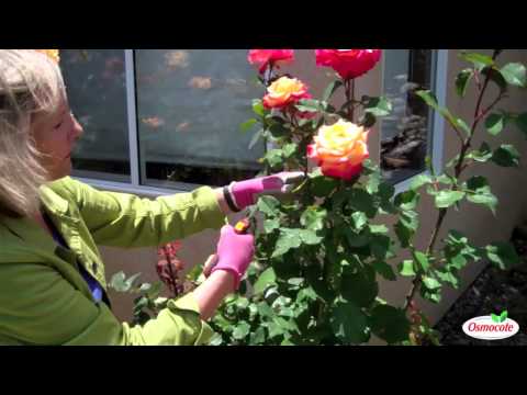 Summer Rose Pruning Techniques