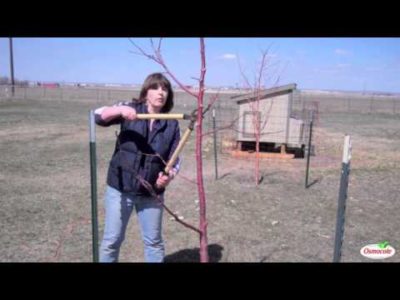 Pruning Fruit Trees for Maximum Yield