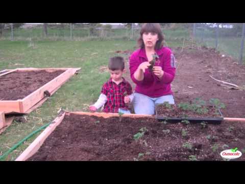 How to Plant Strawberries and Prepare a Strawberry Bed