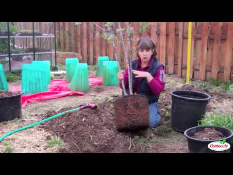How to Replant a Tree From a Container