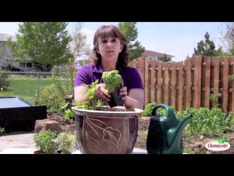 Container Herb Gardening for Your Patio
