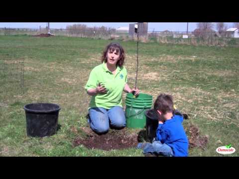 Bare Root Trees: An Economical Way to Enhance a Lot