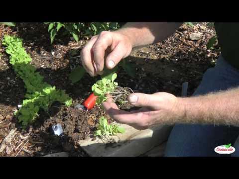 Transplanting Napa Cabbage in the Fall