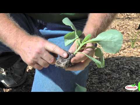 Planting Cold Crops (Cabbage, Kale, Cauliflower)