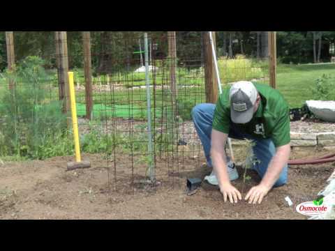 Transplanting and Staking Tomatoes
