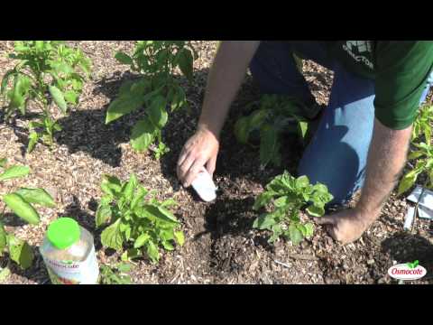 Planting Radishes in the Fall Growing Season
