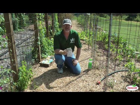 Planting Zucchini in Fall for Last-Minute Summer Squash