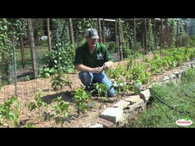 Planting Beets During the Fall Growing Season