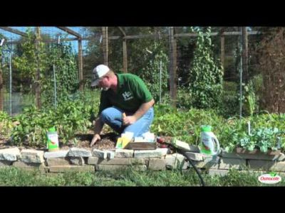 Planting and Fertilizing Lettuce Crops