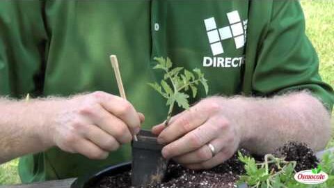 Repotting Tomato Seedlings Manually