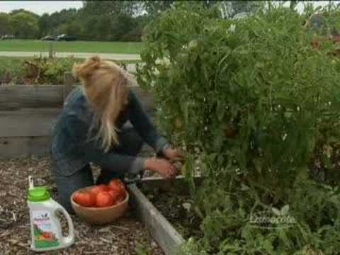 All About Tomatoes: Pruning, Watering, and Fertilizing