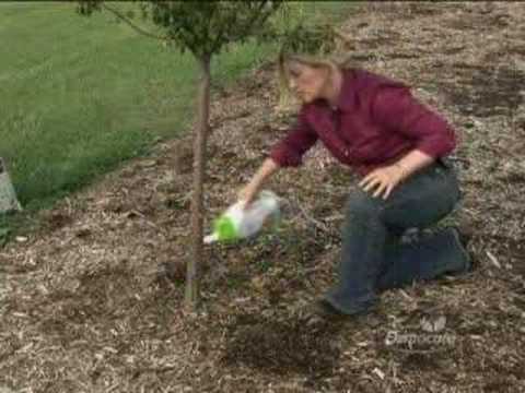 Young Tree Maintenance: Feeding, Mulching, Pruning