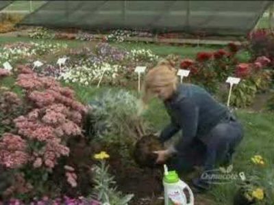 Colorful Fall Perennials: Caryopteris, Yarrow, and Sedge