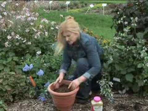 Moving Perennials Indoors For Winter