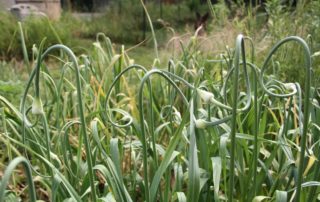 Growing Garlic: Techniques for Planting and Harvesting