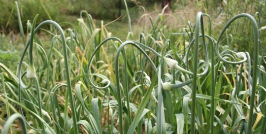 Growing Garlic: Techniques for Planting and Harvesting