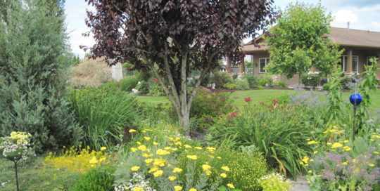 Planting Trees and Shrubs in Your Garden