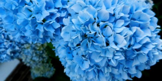 Hydrangeas: A Splash of Color in Any Garden