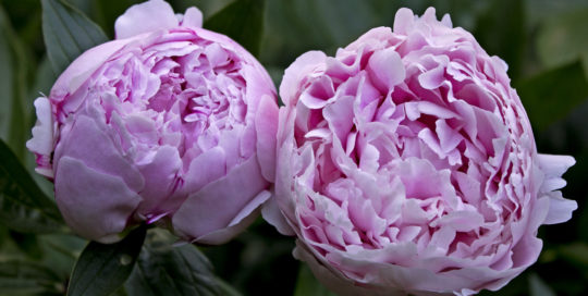 The History of Peonies in America