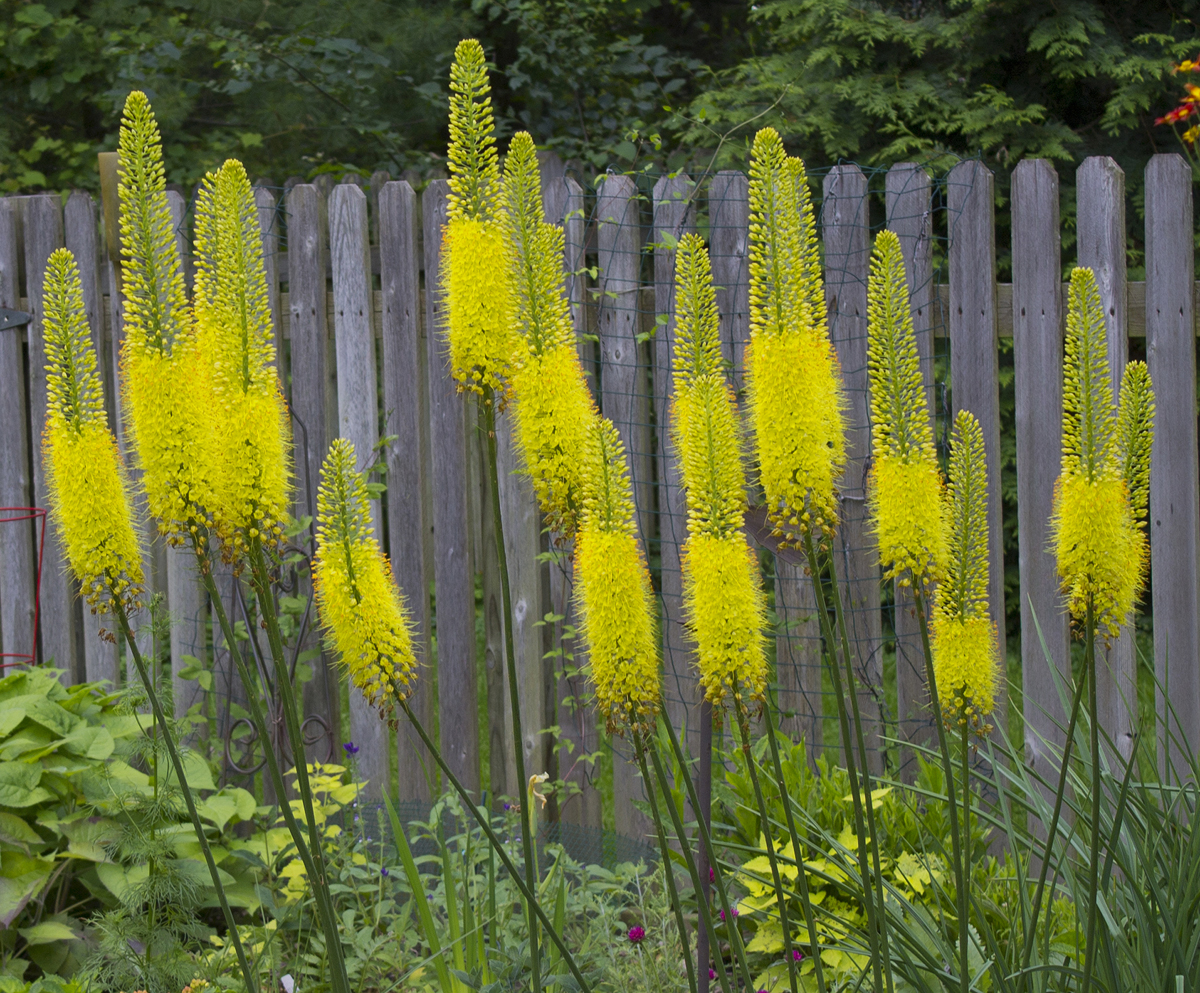 Tall Plants for Every Type of Garden - Planters Place