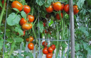 Grow Your Own Tomatoes This Year