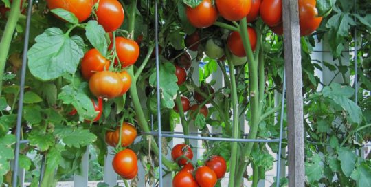 Grow Your Own Tomatoes This Year