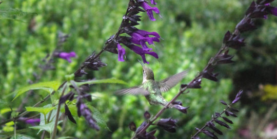 Hummingbirds in the Garden This Summer