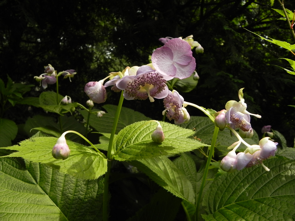 shade plants that don't need a lot of water