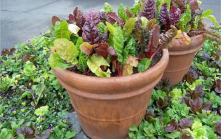 Leafy Greens: Time to Get Sowing