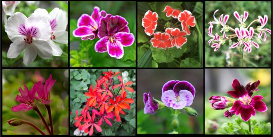 Geraniums: A Brief History and Introduction